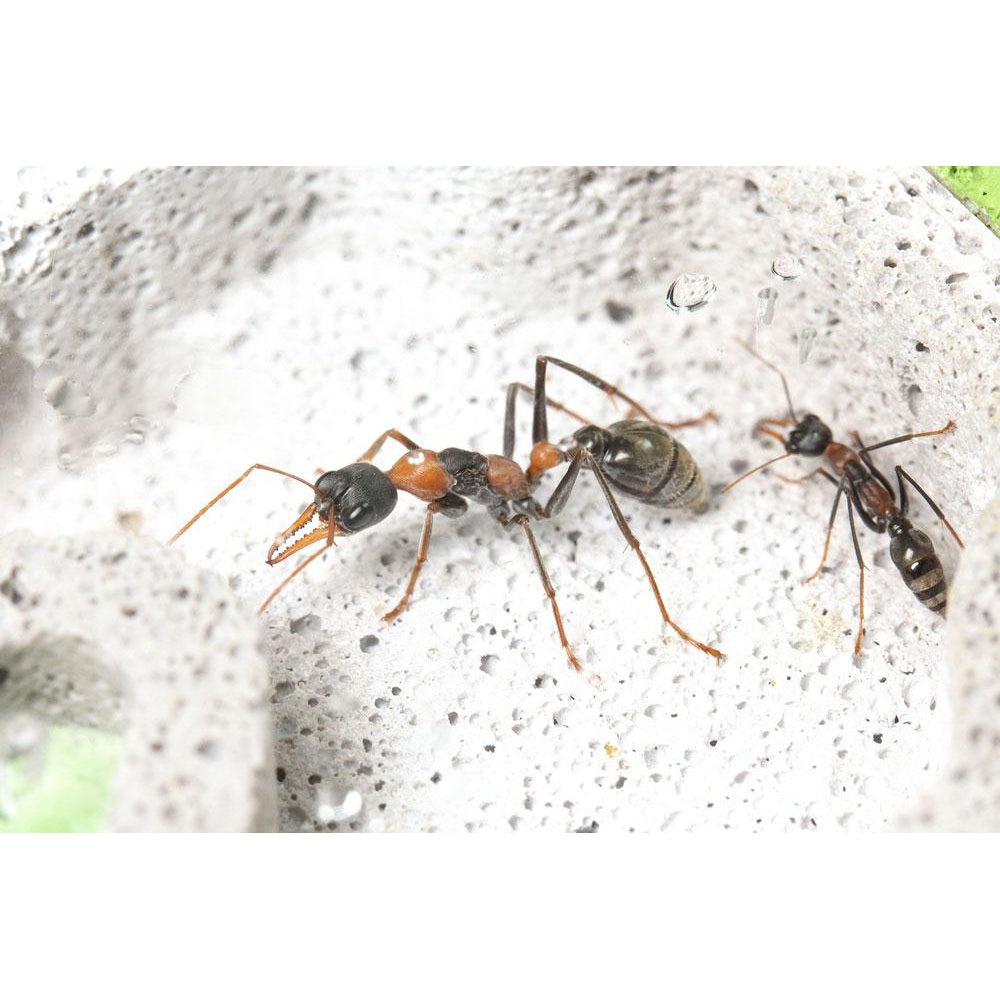 https://www.antkeepingdepot.com/cdn/shop/products/Ants03_1000x.jpg?v=1607299882