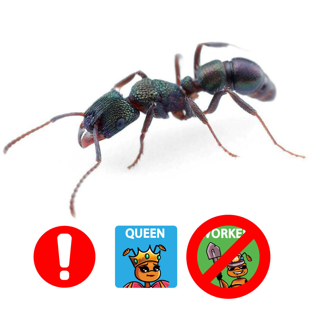 Green Head Ant / Rhytidoponera metallica Queen Only – Ant Keeping Depot