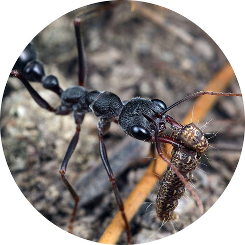 Giant Brown Bull Ant / Myrmecia pyriformis Queen Only – Ant Keeping Depot