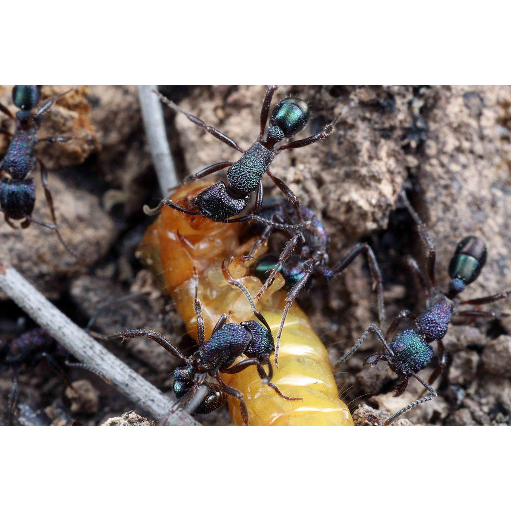 Green Head Ant / Rhytidoponera metallica Queen Only – Ant Keeping Depot